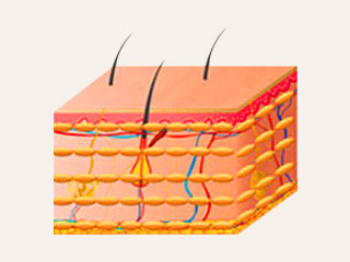 Phân tán mỡ đều trên các tầng da