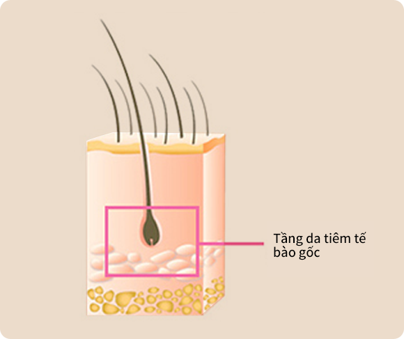 Tầng da tiêm tế bào gốc 