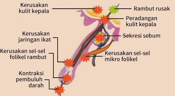 Memaksimalkan Efek dari Regenerasi Pembuluh Darah