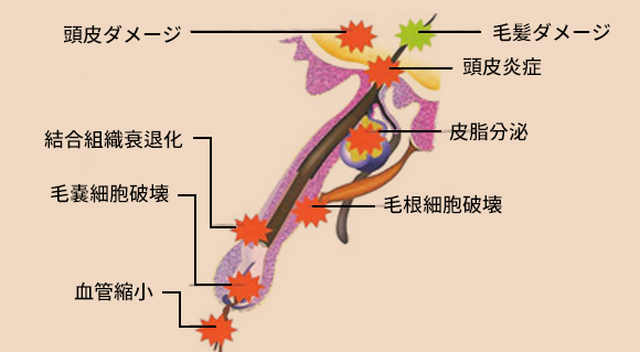 血管から再生させるため効果をより実感できるから！