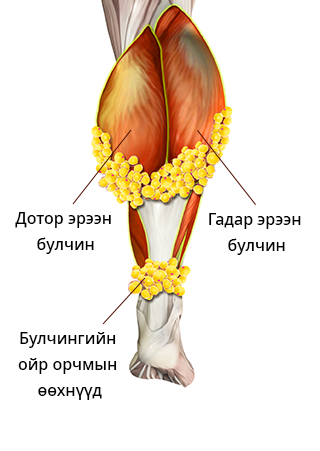 Шилбэний булчингийн төрлүүд 4