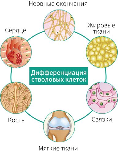 Дифференциация стволовых клеток