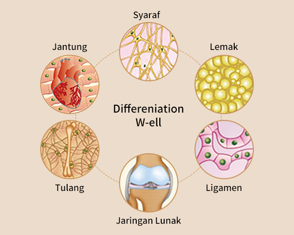 Perbaikan Kulit Diferensiasi W-ell