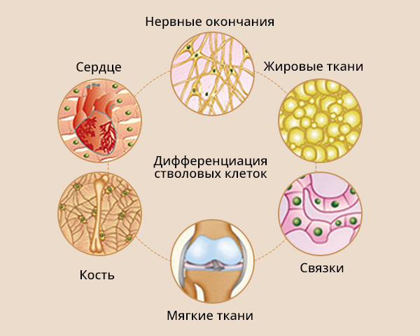 Дифференциация стволовых клеток