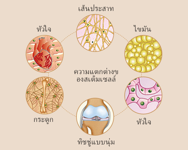 ความแตกต่างของสเต็มเซลล์